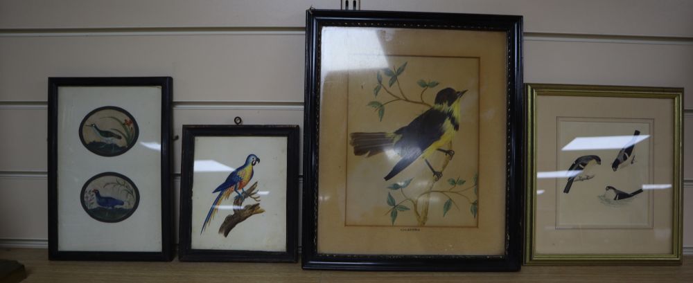 19th century Chinese School, gouache on pith paper, two studies of waterbirds, 6 x 7cm, an English watercolour study of a parrot, a fea